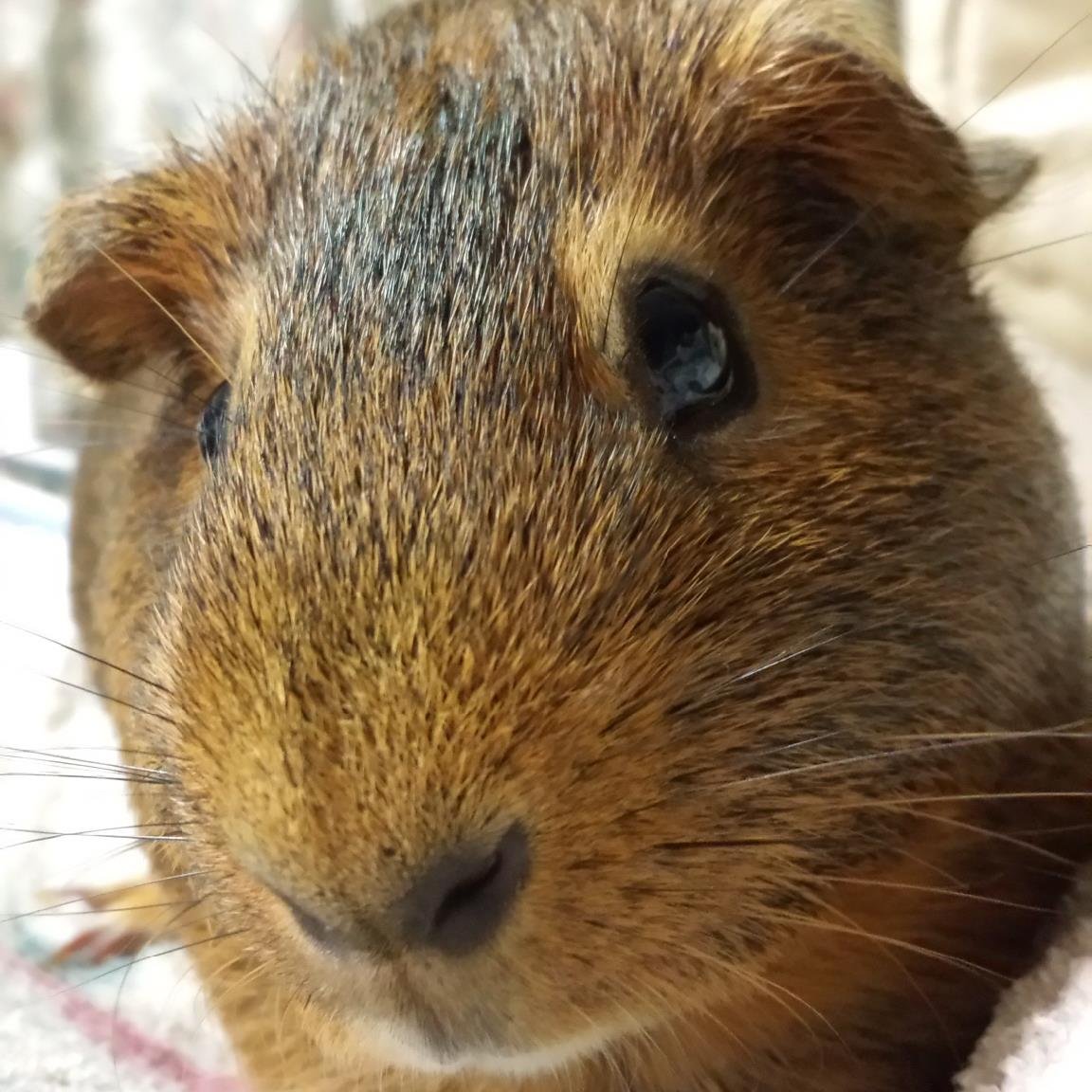 106asa555's profile picture. 愛車:ﾌﾟｼﾞｮｰ106　ラリー大好き:ﾍﾟﾀｰ、新井さん、柳さん　音楽:ダイナ四バンド、nightwish　他に好きなもの:酒　コーヒー　ドライブ　ぬいぐるみ　ゆるきゃら　哺乳類　ちばロッテ～マリ～ンズ　スバル