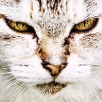 さんち_さん (浮上せず…😫) (@hetaposan) Twitter profile photo