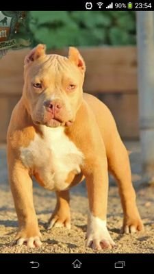 piksovaca's profile picture. 