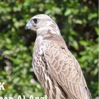 الرياض