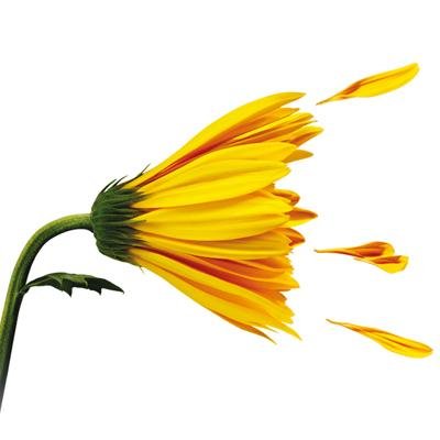 RinitiSin's profile picture. Información y consejos para que puedas decir adiós a la rinitis para siempre