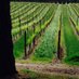 marska loves pinot (@pinotnoir63) Twitter profile photo marska loves pinot (@pinotnoir63) Twitter profile photo