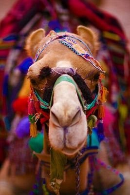 غ 🤷🏽♀️ Profile
