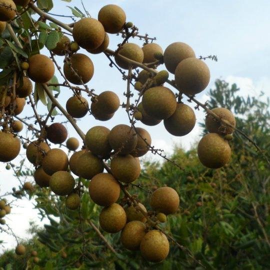 MrDangPro's profile picture. 