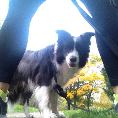 Zimo (@Pawsome_bc) profile picture