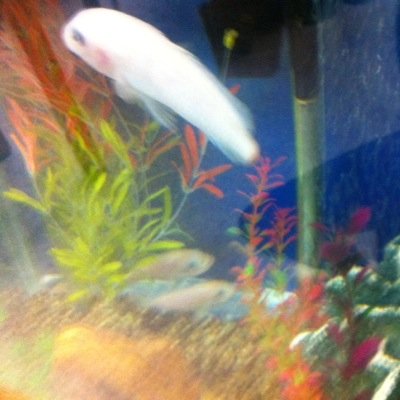 BJH_Aquarium's profile picture. This is the official twitter account for the Bennion Jr High Aquarium. The aquarium is located in the library.