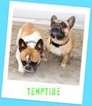 Tempest & Riptide are two #frenchbulldogs that enjoy San Diego's original dog beach. I take pics of them & friends. More about me at @jenrwilbur.