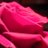 nellie41de's profile image