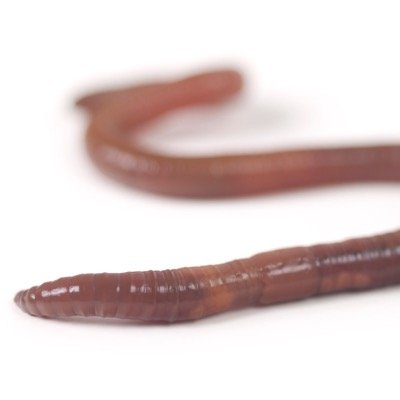 nigga_worm Profile Picture