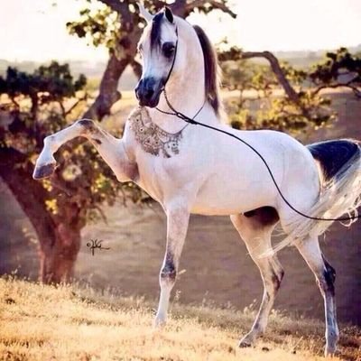 ‏‏‏‏‏‏ٳنــســـانــة غـامـضـة....وصـعـبة                                                         اسألتي الآندرويدية راح تفيدك
