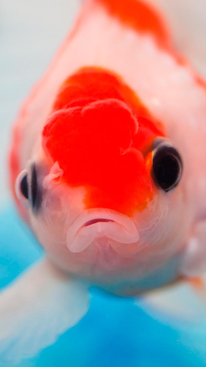 FPequenas's profile picture. Concejos Adolecentes.