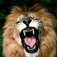 Tweeting Pictures Of The Most Beautiful Animals In The World.