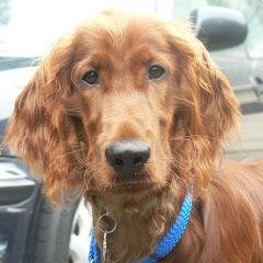 CliftonRabins's profile picture. @AlphaSoftware’s Director of Sniff Testing. I make sure every version of #AlphaAnywhere smells and performs great, and that no pizza is wasted during meetings..