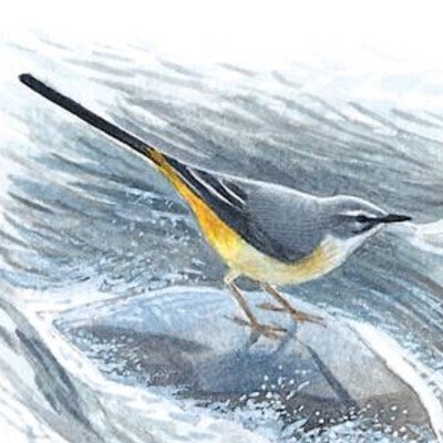 Thewyrewagtail Profile Picture