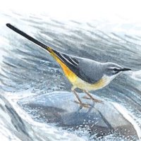 Gary Palmer (@thewyrewagtail) Twitter profile photo