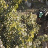 Bodega Teho (@bodegateho) 's Twitter Profile