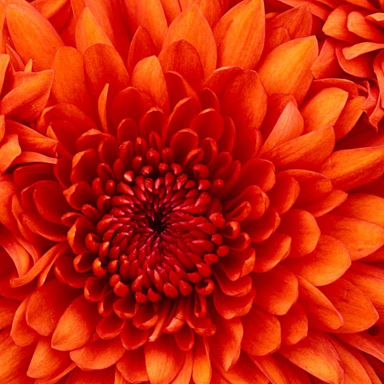 cavalia4's profile picture. 