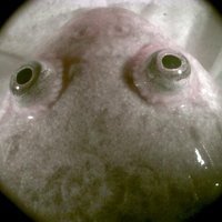 Nicolas Pollet (@nnpollet) 's Twitter Profile