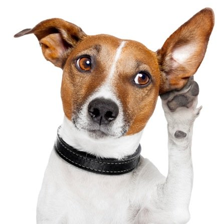 lstdog's profile picture. We make it easy to create lists to use as reminders, share with friends, or announce to the world without using an App. Text Join to 578-364 to get started!