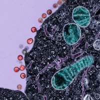 UCSF Office of Sponsored Research (@ucsf_research) 's Twitter Profile