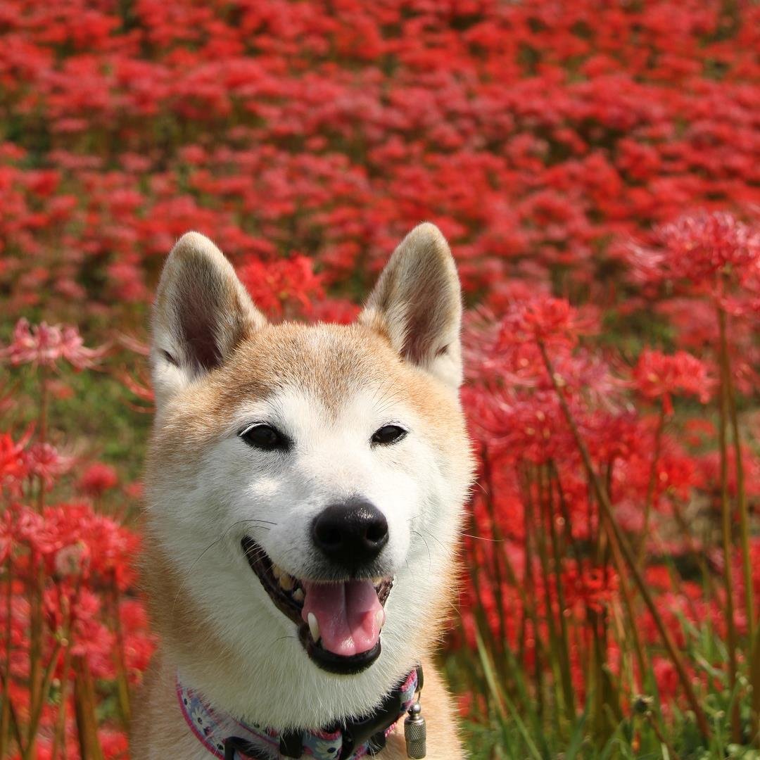 柴犬が大好きで、「なな」というメスの柴を飼っています。柴犬だいすきの仲間とたくさん知り合いたいと思ってます(^o^)v