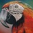 svettig's profile image