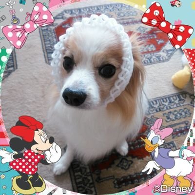 Mr.Childrenと阪神タイガースが好き😍 パピヨンのトビーとの日々をポストしてます🐶💕 10月27日プレミアムプラスにアップグレードしました😊仲良くしてね❣️https://t.co/4B9d2acUFG