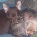 ELSA ROGERS - @ONLYONCEBITTEN - Twitter