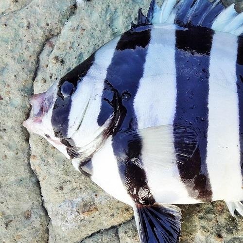 こんにちは。釣りきちヒロキといいます。磯釣りや波止釣り、アオリイカを狙って毎週釣行しています。情報交換などよろしくお願いします。「関西釣りガイド」というブログやってます。こちらもよろしくです！