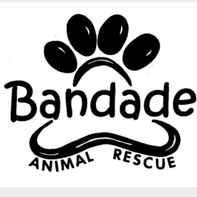 Bandade Animal Rescue is an all breed rescue in Missouri City Texas. We are all foster based.