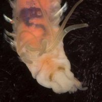 Andrew Thurber (@arthurber) 's Twitter Profile Photo