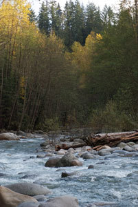 LynnCanyonPark's profile picture. Lynn Canyon Park and suspension bridge is located in Lynn Valley of North Vancouver British Columbia.
