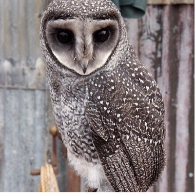 夜梟 Yoruhukurou Twitter