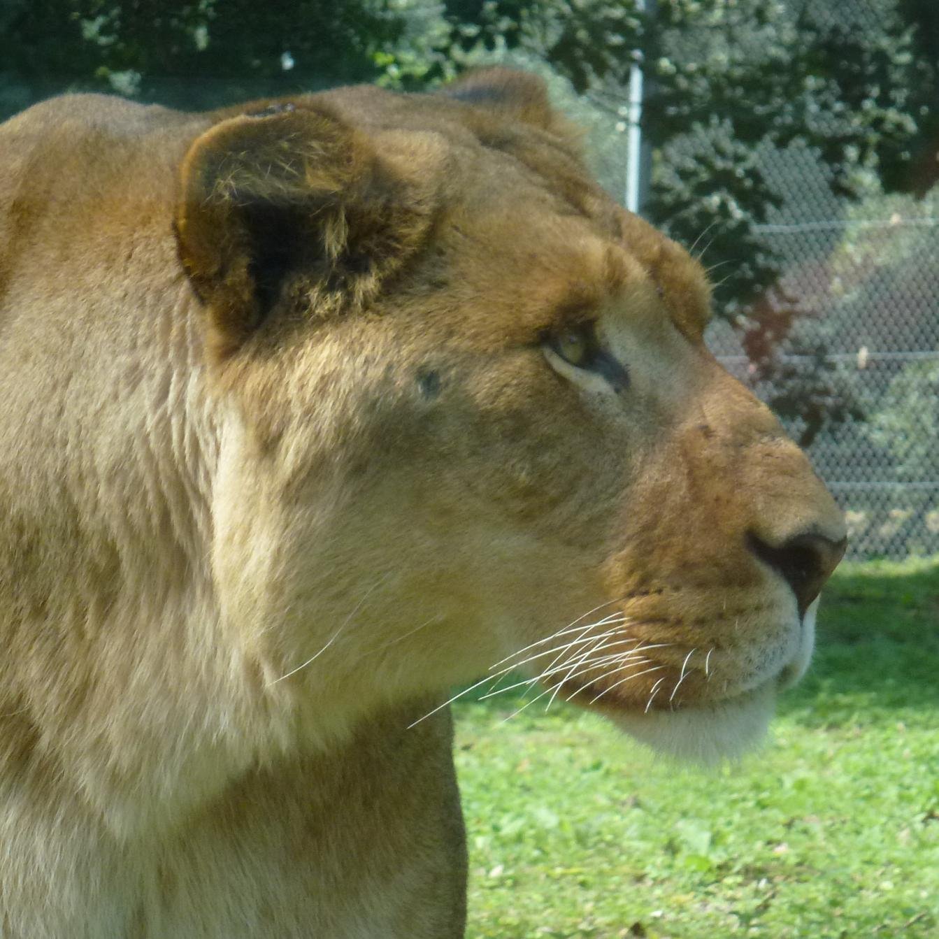 loretlilian51's profile picture. Maman d'un enfant handicapé moteur cérébral, je soutiens l'Association AAIMC-NE, la Fondation Motrice et le club de sport de mon fils : Aventure Boccia !