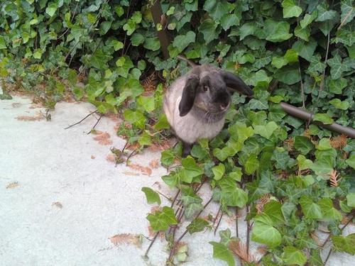 eloisetherabbit's profile picture. Hi there. My name is Eloise. I am a Mini Lop rabbit. I enjoy running away from my human mother and eating carrots.