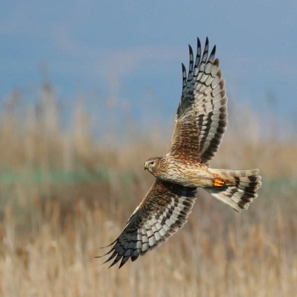 shepster55's profile picture. Bird-lover, writer, photographer, conservationist, founder of Birdwing.eu, winner of NHM Wildlife Photographer of Year 2011, blogger at http://t.co/vxp99f0pW7