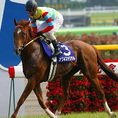 競馬・サッカーが趣味です。
最近YouTubeもよく見ます(主に東海オンエア、スロパチステーション・ガケっぱち)
