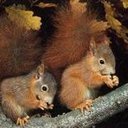 Jo Nicholls - @JoNicholls7 - Twitter