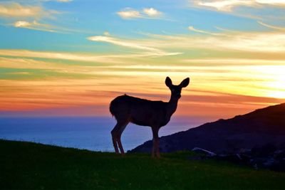 the sassiest mammal you'll ever meet. you know you love me pepperdine. xoxo