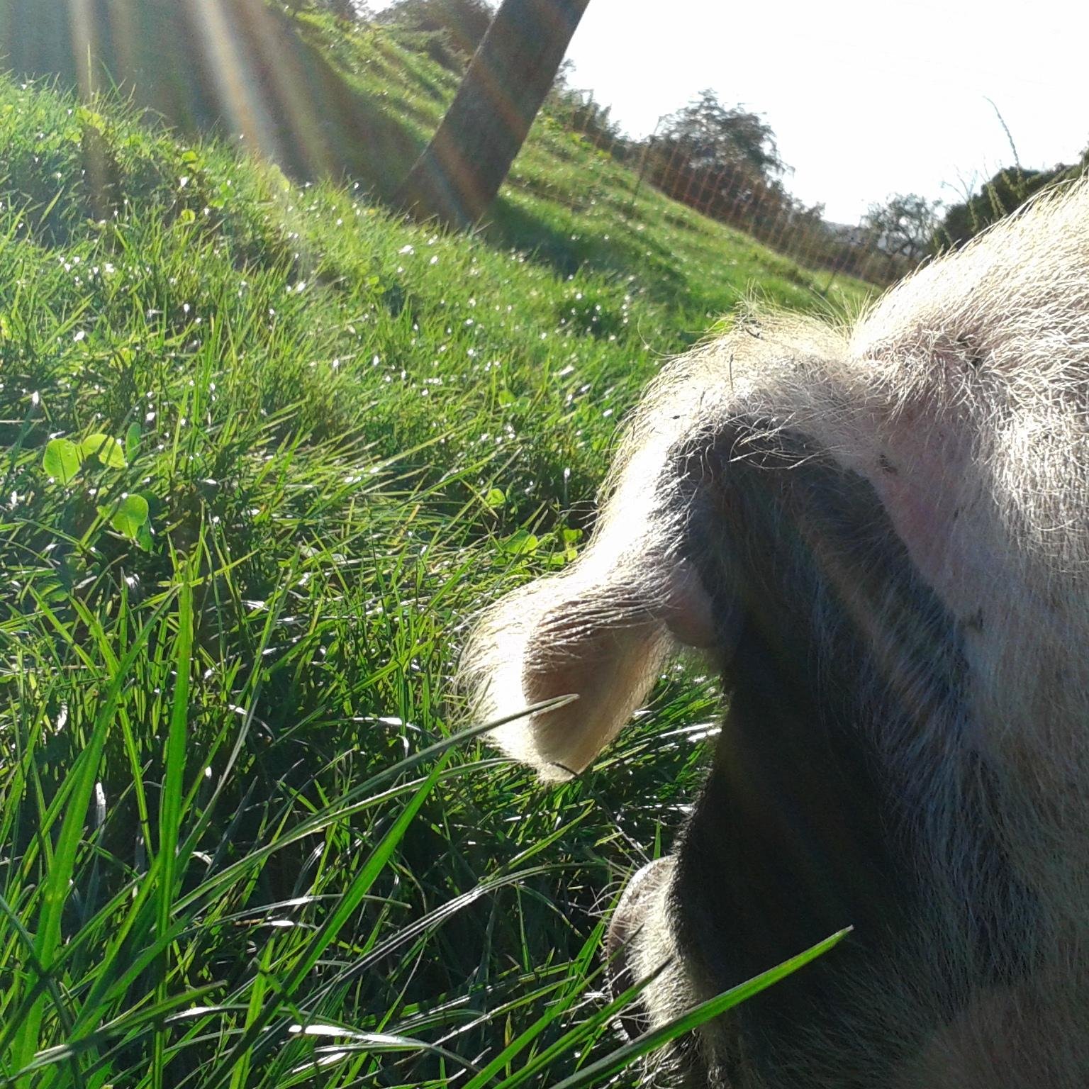 A small family farm turning its hand to a few pigs. Keep an eye on us as we build on our skills and hopefully start producing some yummy piggy products.