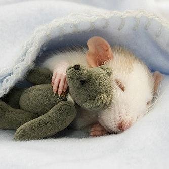 godaimao's profile picture. 大好きなアスリートが現役を全うするその日まで応援するぞ～(  ；∀；)　呟き少なめアカ