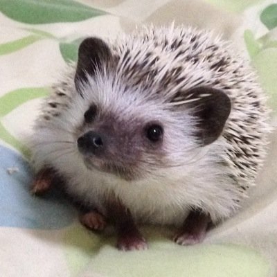 オスのハリネズミおはぎを育成中の女子大生です。 ハリネズミ専用アカウント作りました！ 
2014年9月20日お迎え。ブログもやってますー( ´ ▽ ` )