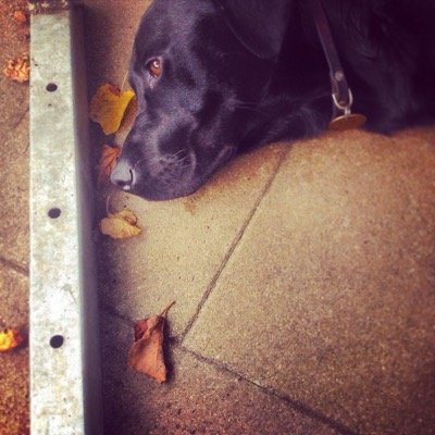 guidedogs_ch's profile picture. Verein für Blindenhunde und Mobilitätshilfen (VBM)
Training of Guide Dogs for the Blind in Switzerland