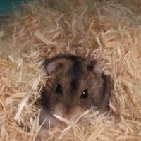 さー子 (@ryu_sar) 's Twitter Profile
