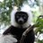 monkeylandRSA's profile image