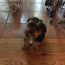 Trudy Shearin - @tas7110 - Twitter