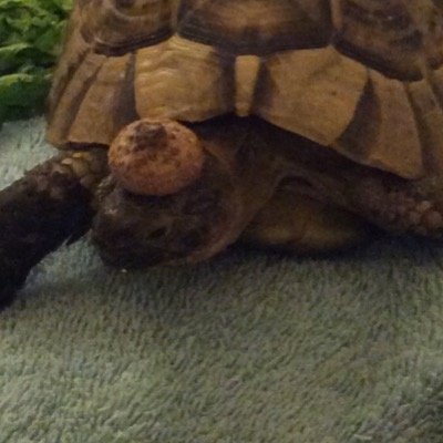 I have 3 tortoises and i have a baby tortoise a midle aged tortoise and an older tortoise! it is fun taking care of them!