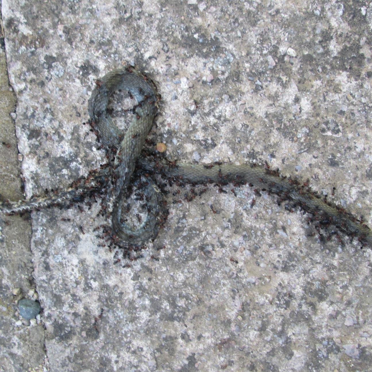 fllofortuna's profile picture. 