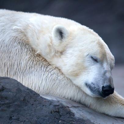 VeselaTabakova's profile picture. 