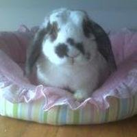 BunnyWhisperer's profile picture. Bunny Bonding & Behavior Worldwide, educating the public that bunnies are companion animals. *BINK* #DaFunBunKrew is a Sanctuary rescued by @SondraE.